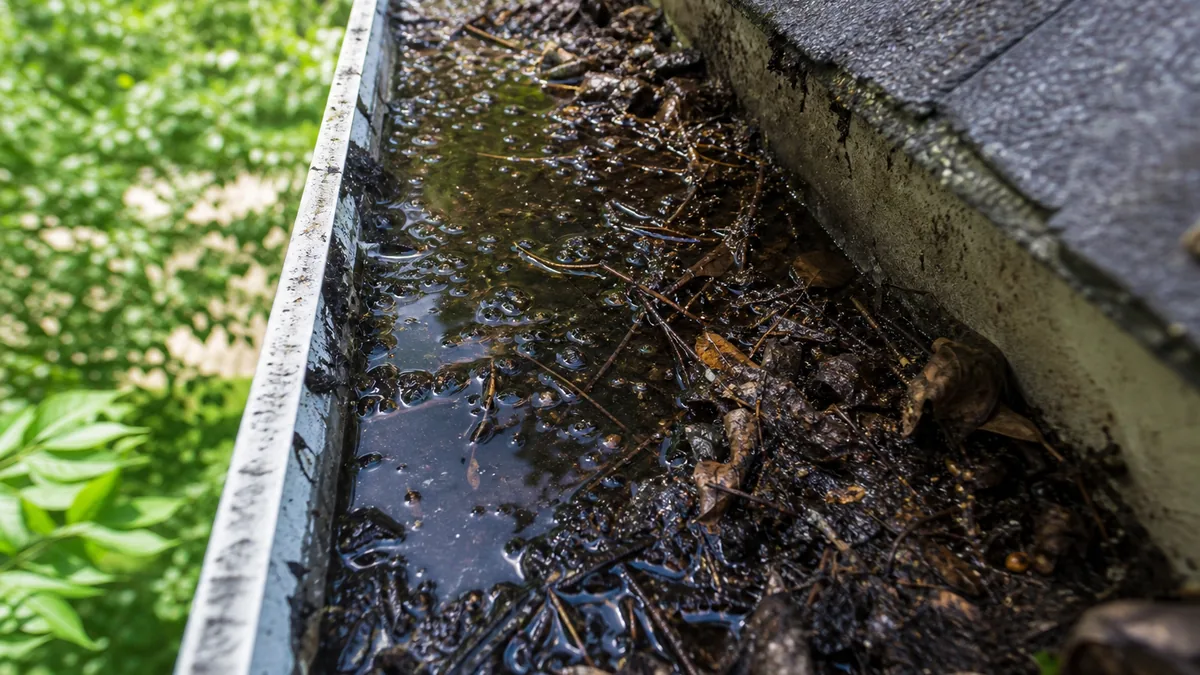 Standing water and decomposing debris trapped in a clogged gutter, a common summer mosquito breeding site