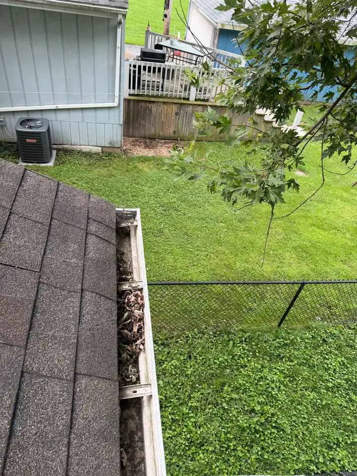 Dry maple leaves sitting in the gutter of a one-story home, with a maple branch hanging over the roof