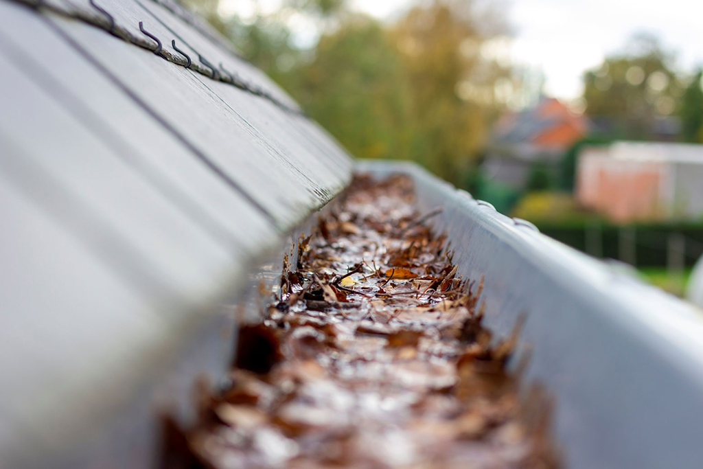 picture shows wet leaves in the gutter