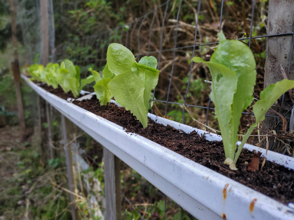 clogged gutters